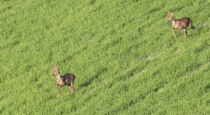 Il Capriolo